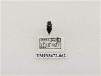 藏品(吉丁蟲)的圖片